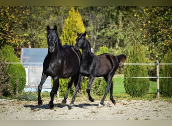 Baroque Pinto, Stallion, Foal (04/2025), Black
