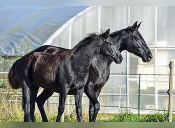 Baroque Pinto, Stallion, Foal (04/2025), Black