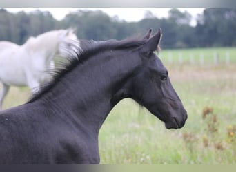 Baroque Pinto, Stallion, Foal (05/2023), Black