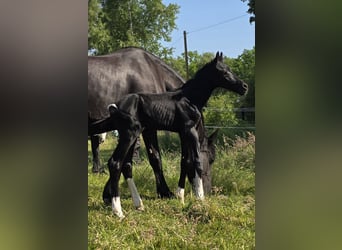 Baroque Pinto, Stallion, , Pinto