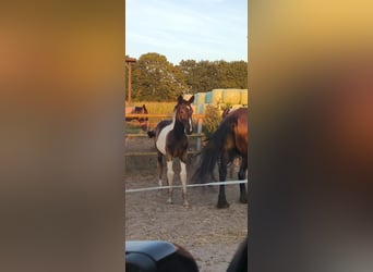 Baroque Pinto, Stallion, Foal (03/2026), Tobiano-all-colors