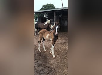 Baroque Pinto, Stallion, Foal (03/2026), Tobiano-all-colors