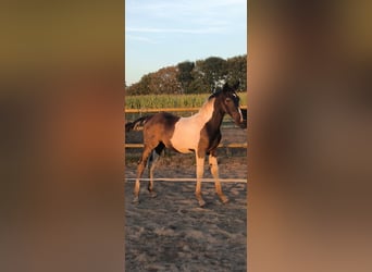 Baroque Pinto, Stallion, Foal (03/2026), Tobiano-all-colors