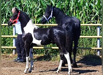 Baroque Pinto, Stallion, Foal (03/2026), Tobiano-all-colors