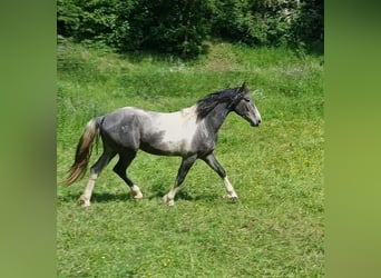 Baroque Pinto, Stallion, 3 years, 16 hh, Tobiano-all-colors