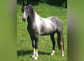 Baroque Pinto, Stallion, 3 years, 16 hh, Tobiano-all-colors