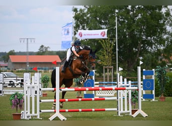Bavarese, Castrone, 10 Anni, 170 cm, Baio