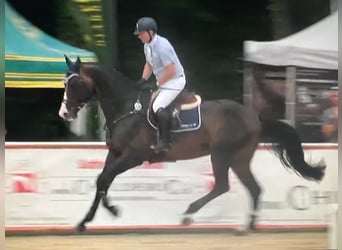 Bavarese, Castrone, 10 Anni, 175 cm, Baio nero