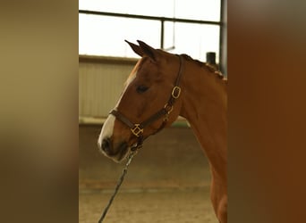 Bavarese, Castrone, 11 Anni, 165 cm, Sauro