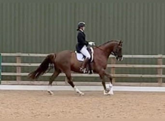 Bavarese, Castrone, 11 Anni, 165 cm, Sauro scuro