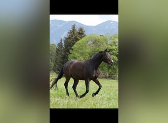 Bavarese, Castrone, 11 Anni, 168 cm, Baio nero