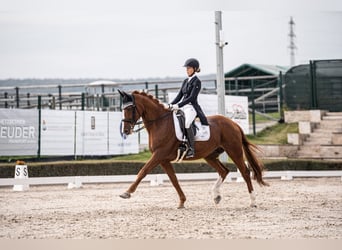 Bavarese, Castrone, 12 Anni, 170 cm, Sauro
