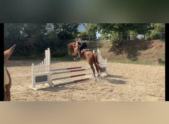 Bavarese, Castrone, 12 Anni, 170 cm, Sauro