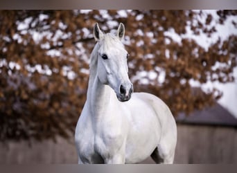 Bavarese, Castrone, 13 Anni, 167 cm, Grigio