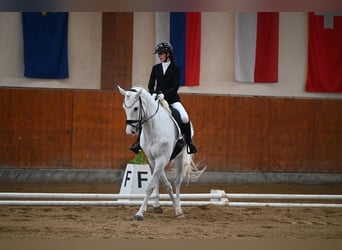 Bavarese, Castrone, 14 Anni, 170 cm, Grigio