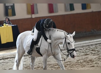 Bavarese, Castrone, 14 Anni, 170 cm, Grigio