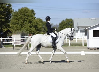 Bavarese, Castrone, 14 Anni, 170 cm, Grigio