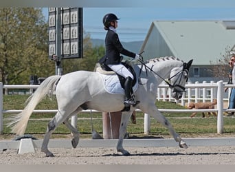 Bavarese, Castrone, 14 Anni, 170 cm, Grigio
