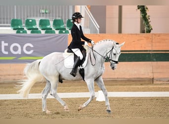 Bavarese, Castrone, 14 Anni, 170 cm, Grigio