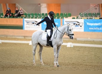 Bavarese, Castrone, 14 Anni, 170 cm, Grigio