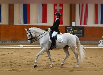 Bavarese, Castrone, 14 Anni, 170 cm, Grigio