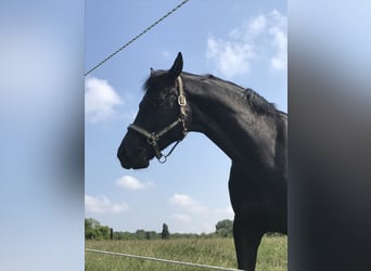 Bavarese, Castrone, 14 Anni, 172 cm, Morello