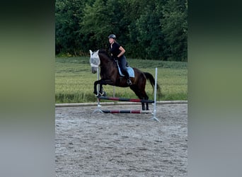 Bavarese, Castrone, 14 Anni, 178 cm, Morello