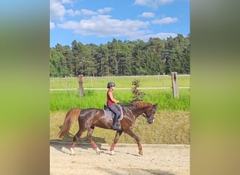 Bavarese, Castrone, 14 Anni, 182 cm, Sauro scuro