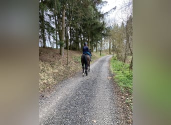 Bavarese, Castrone, 15 Anni, 169 cm, Baio scuro