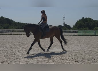 Bavarese, Castrone, 15 Anni, 170 cm, Baio scuro