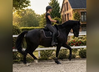 Bavarese, Castrone, 15 Anni, 170 cm, Morello