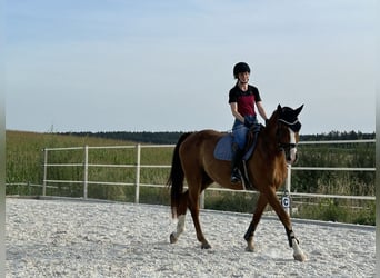 Bavarese, Castrone, 18 Anni, 172 cm, Sauro scuro