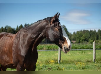 Bavarese, Castrone, 20 Anni, 167 cm, Baio nero