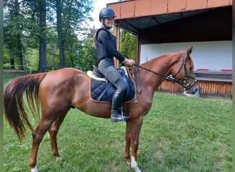 Bavarese, Castrone, 3 Anni, 164 cm, Sauro