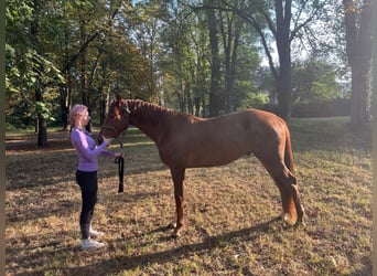 Bavarese, Castrone, 3 Anni, 164 cm, Sauro