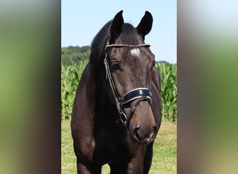Bavarese, Castrone, 3 Anni, 170 cm, Morello