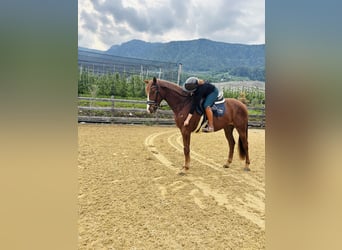 Bavarese, Castrone, 4 Anni, 164 cm, Sauro