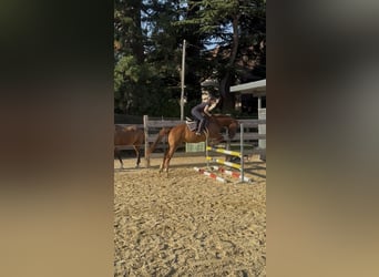 Bavarese, Castrone, 4 Anni, 164 cm, Sauro