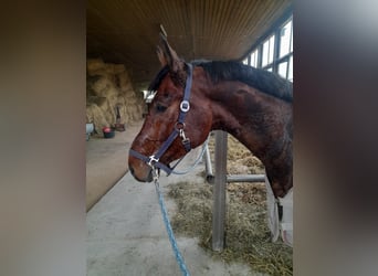 Bavarese, Castrone, 4 Anni, 165 cm, Baio