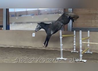 Bavarese, Castrone, 5 Anni, 170 cm, Grigio pezzato