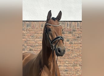 Bavarese, Castrone, 5 Anni, 172 cm, Baio