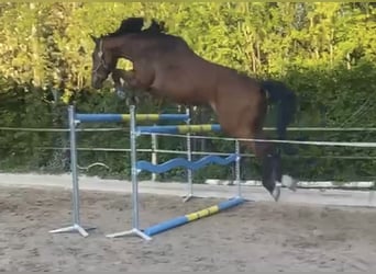 Bavarese, Castrone, 5 Anni, 172 cm, Baio