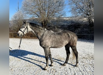 Bavarese, Castrone, 5 Anni, 172 cm, Grigio pezzato