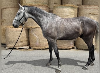 Bavarese, Castrone, 5 Anni, 172 cm, Grigio pezzato