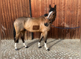 Bavarese, Castrone, 6 Anni, 170 cm, Baio chiaro