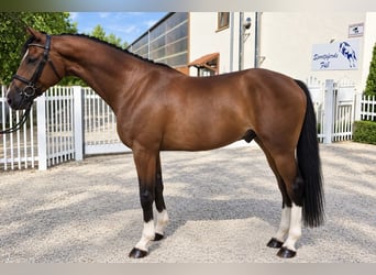 Bavarese, Castrone, 7 Anni, 168 cm, Baio