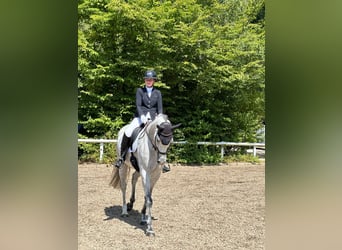 Bavarese, Castrone, 7 Anni, 170 cm, Grigio