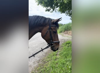 Bavarese, Castrone, 8 Anni, 168 cm, Baio