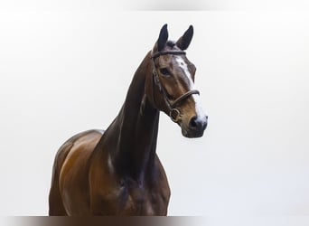 Bavarese, Castrone, 9 Anni, 172 cm