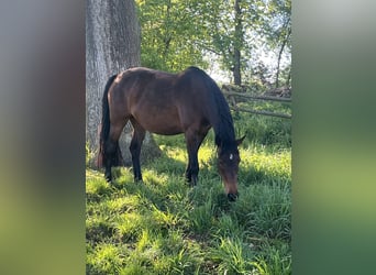 Bavarese, Giumenta, 10 Anni, 165 cm, Baio